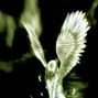 anticøn - emo ✣ post-hardcore type instrumental - "angeldreamlovedeath"