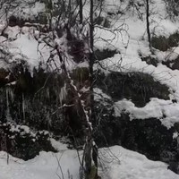 snowee