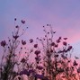 pizzabox - bloom