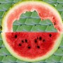 ice.shard - melon