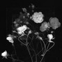 sorrow bringer - "dead flowers" | clams casino ft. bones type beat | ethereal