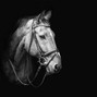 horseonthebeat - #spanishdrill