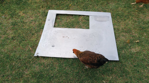 Here’s a piece of the stainless steel used for the console top. The chicken’s role in the project is unknown.