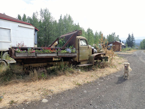 Have you ever thought about turning your restoration project into a flower garden? Whoever created this flower truck restoration was certainly inventive! (Also pictured here is another classic car enthusiast: Scout, my cousin Rob’s dog.)