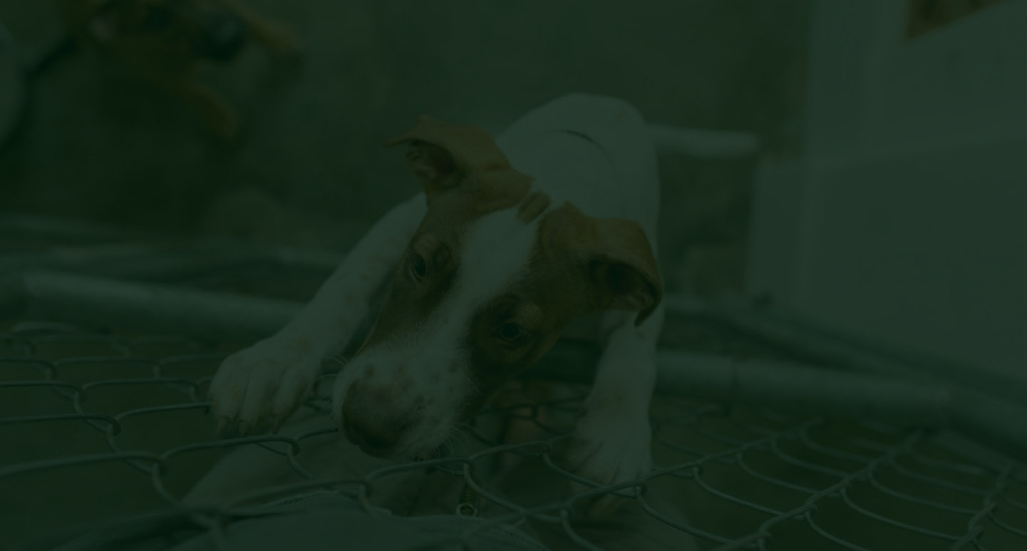 Plano de fundo de animais