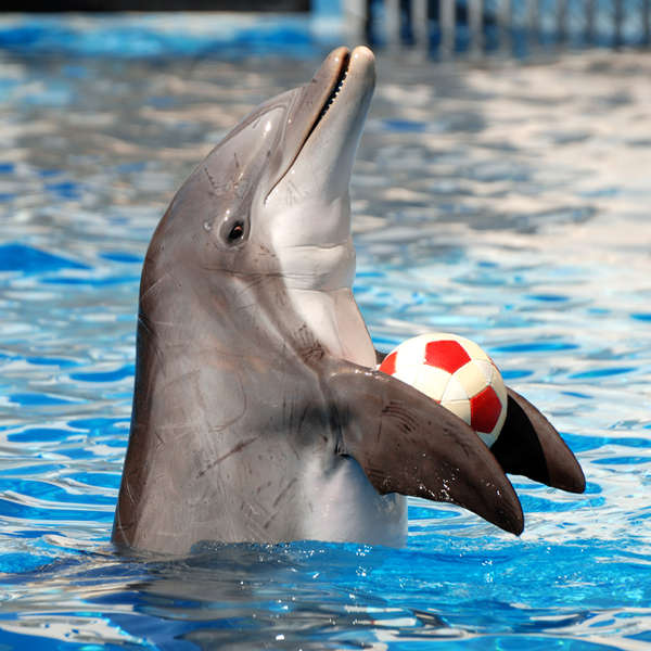 The dolphin show