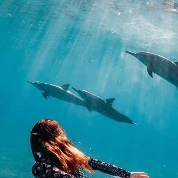Dolphin house