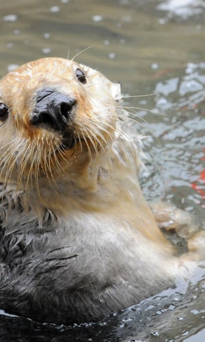 New York Aquarium