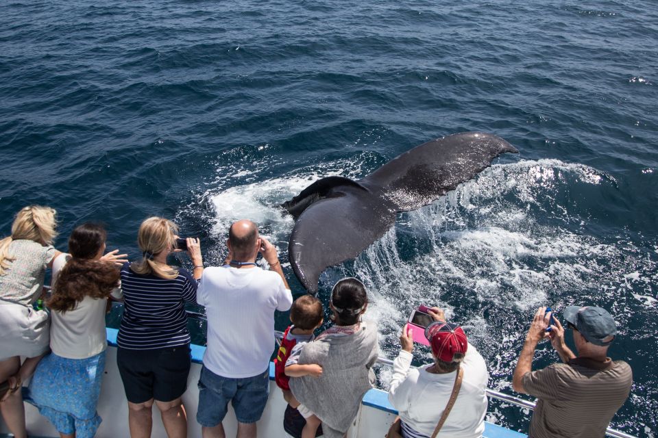 Newport Beach Whale Watching Tour