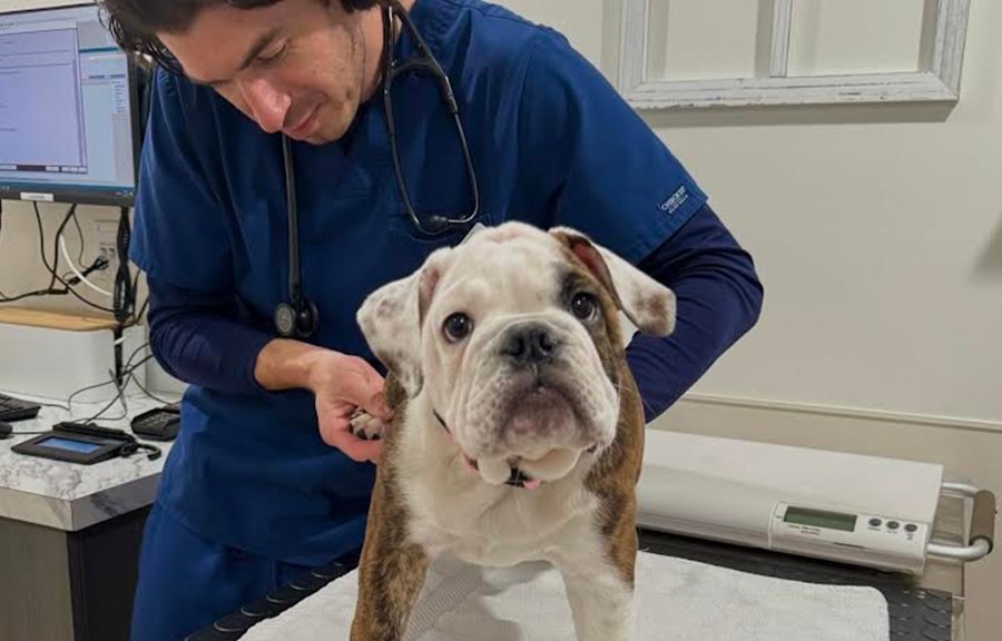 La Jolla Veterinary Hospital