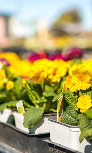 Regan Nursery