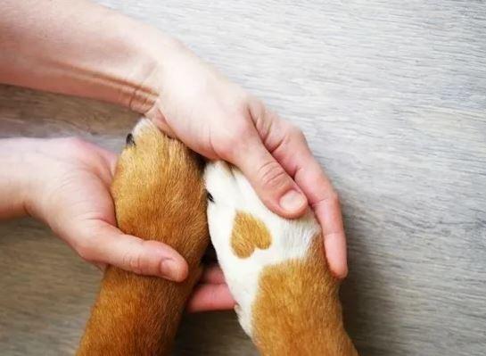 San Diego Home Veterinary Services