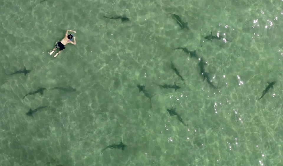 La Jolla: 2.5-Hour Kayak and Snorkel Tour
