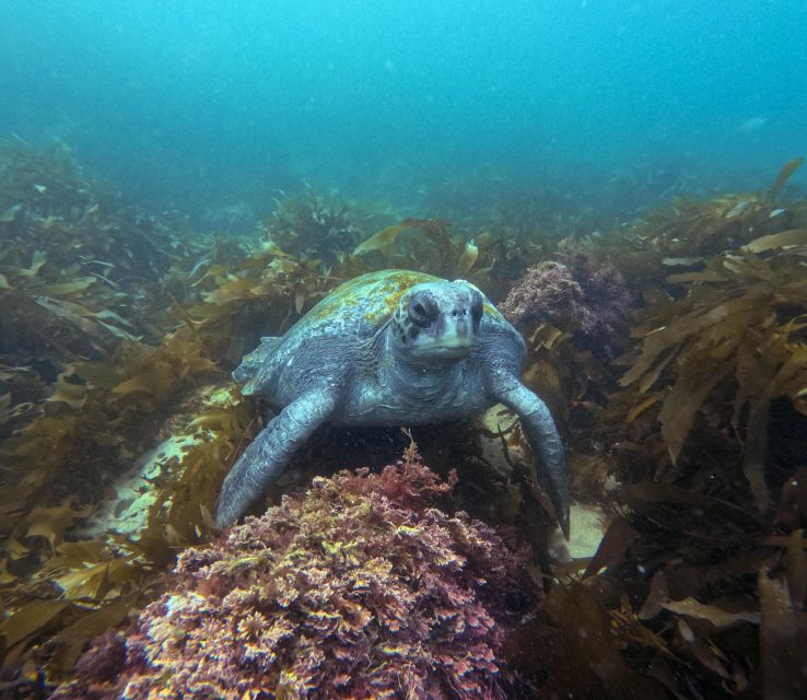 La Jolla: Leopard Shark Guided Snorkeling Tour