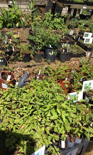 Oaktown Native Plant Nursery