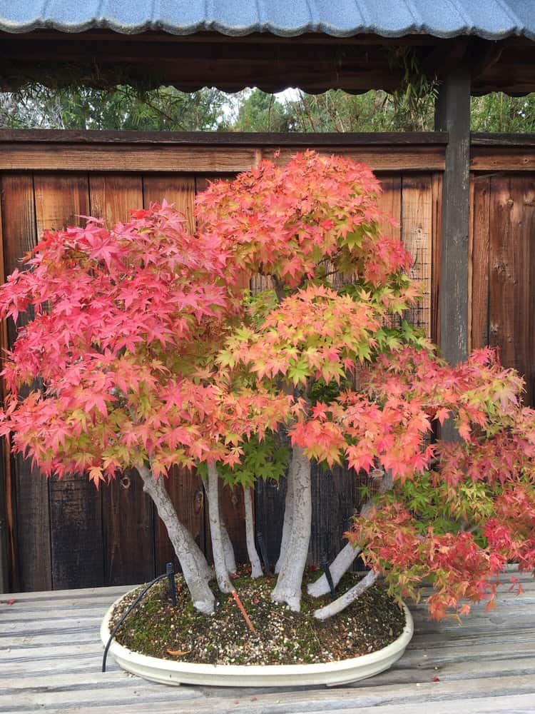 Bonsai Garden