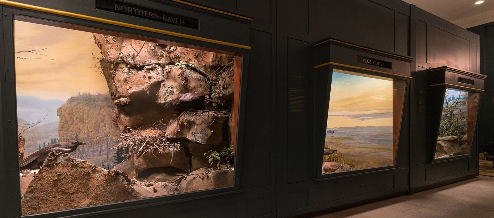 Carnegie Museum of Natural History