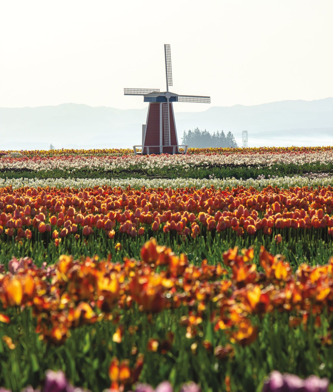 Flower Farmer
