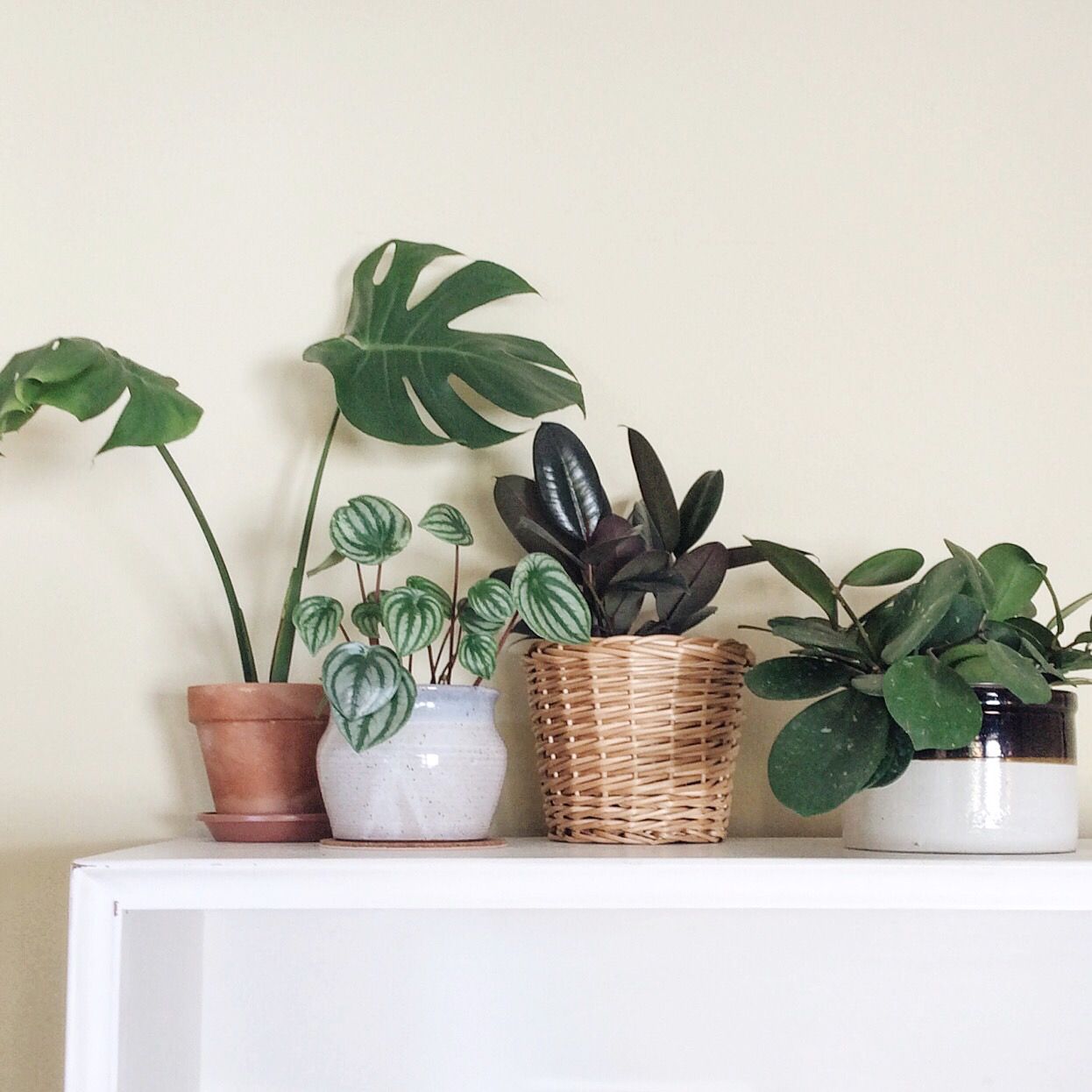 Petite Monstera