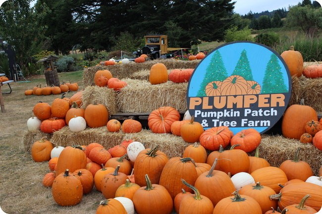 Plumper Pumpkin Patch & Tree Farm