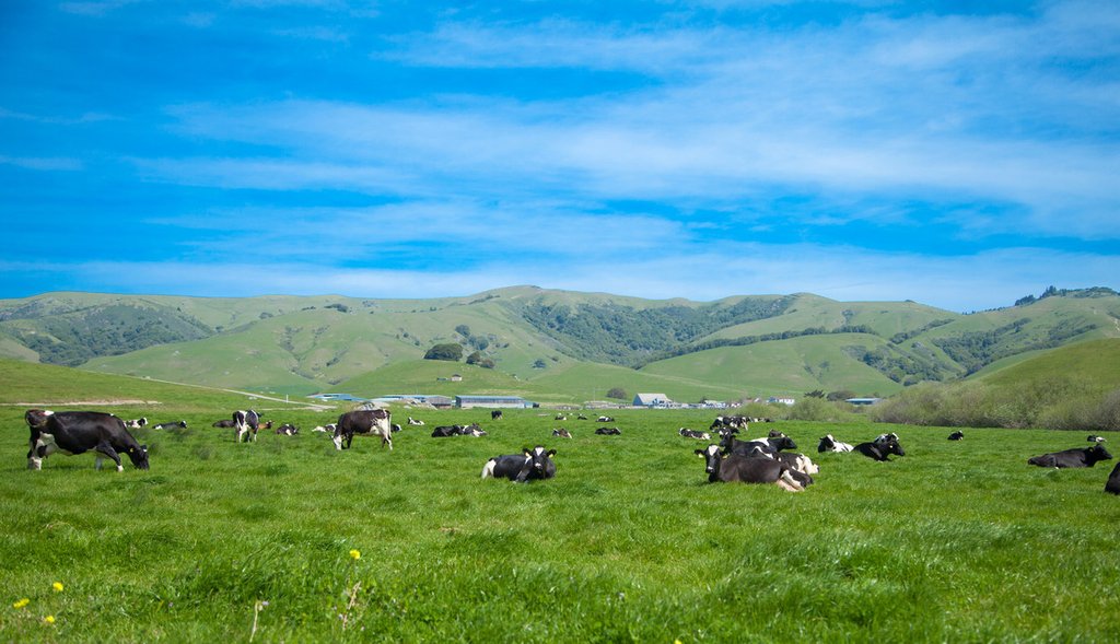 Nicasio Valley Cheese Company
