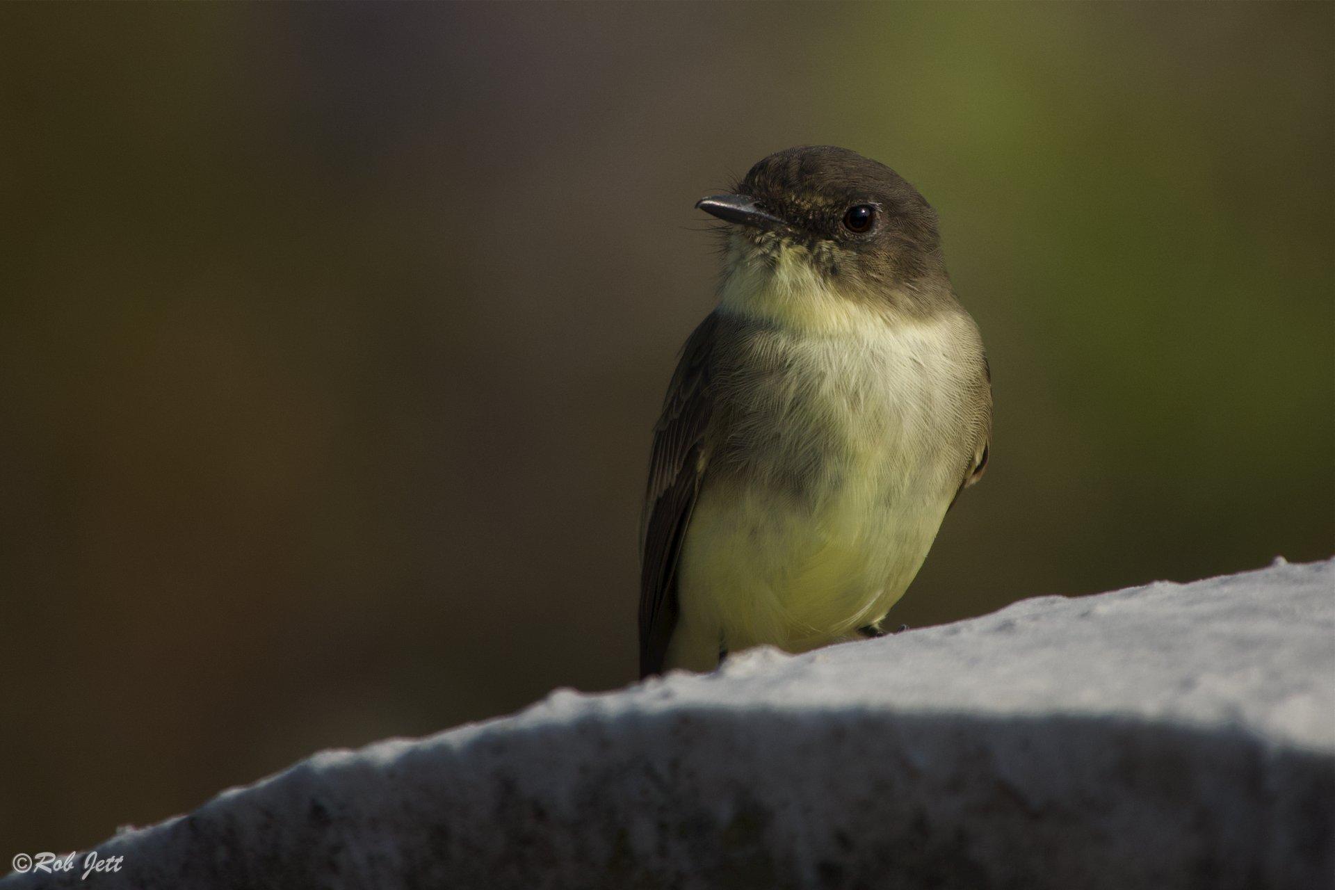 Birding in Peace: Late-Risers Edition