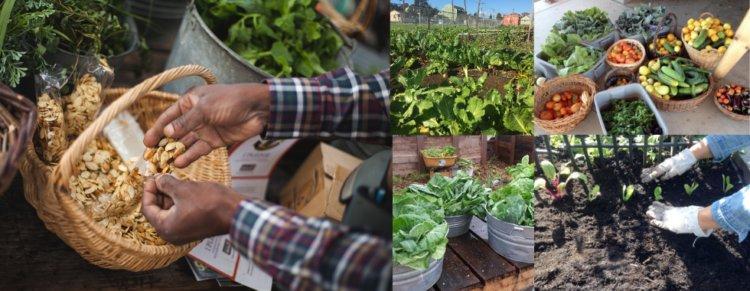 City Slicker Farms