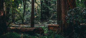 Free National Parks Day: Muir Woods + Ships