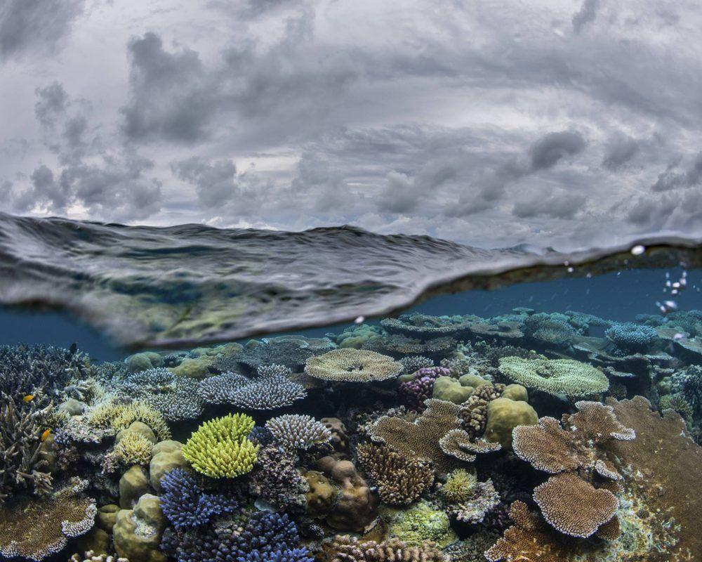 Diving In The Great Barrier Reef