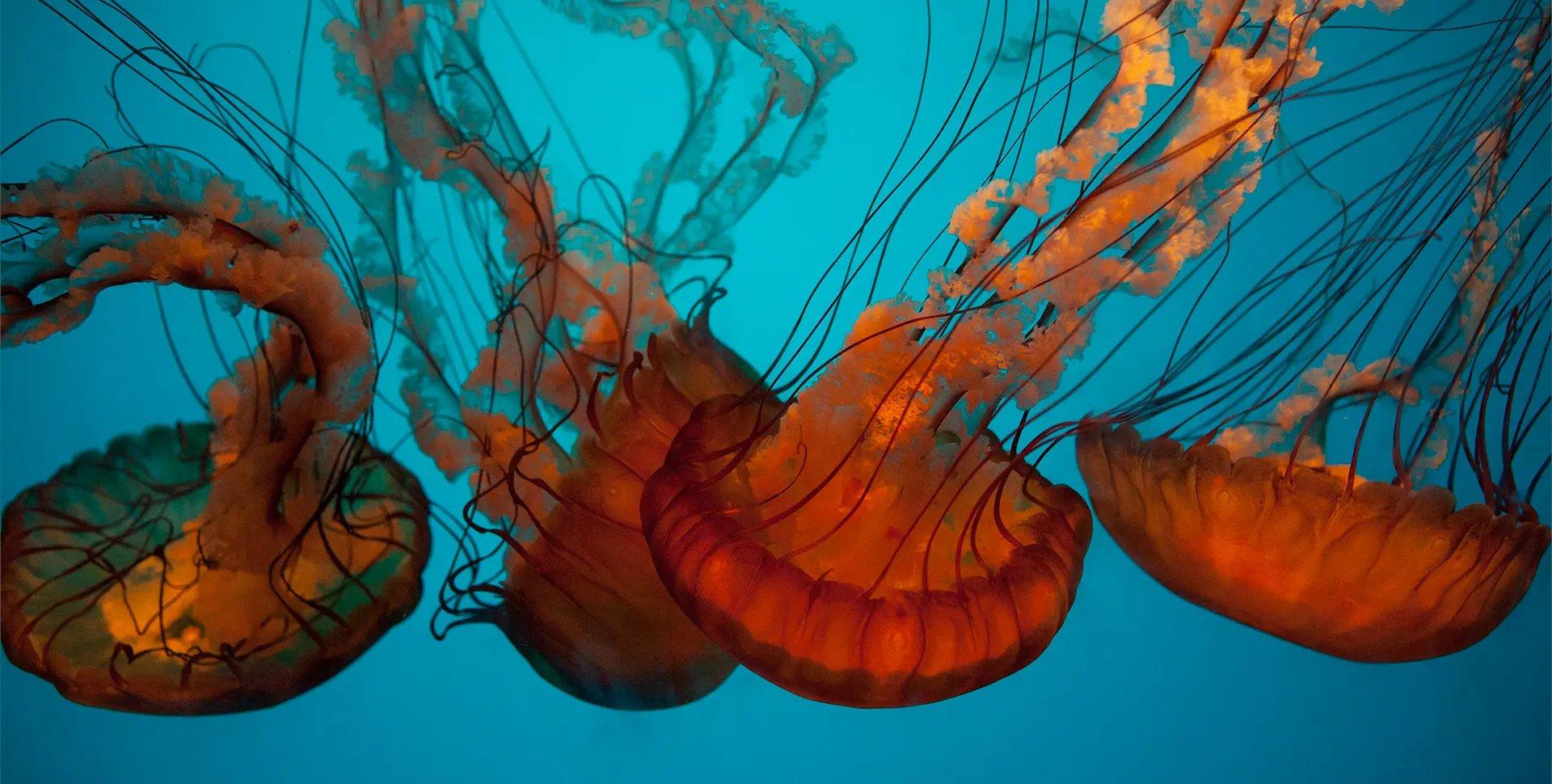 California Academy of Sciences