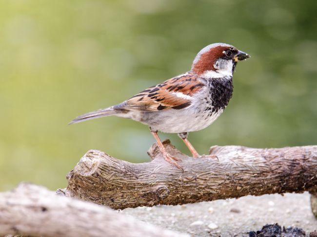 Little Birds, Big World: Meet Green-Wood's Sparrows
