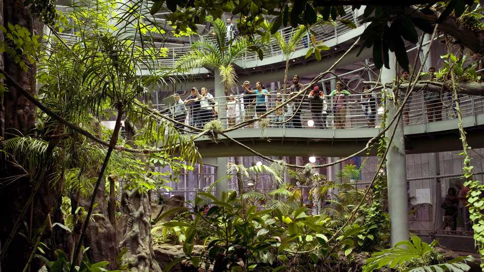 Osher Rainforest  California Academy of Sciences