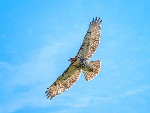 Dinosaurs in Action: Green-Wood's Birds of Prey