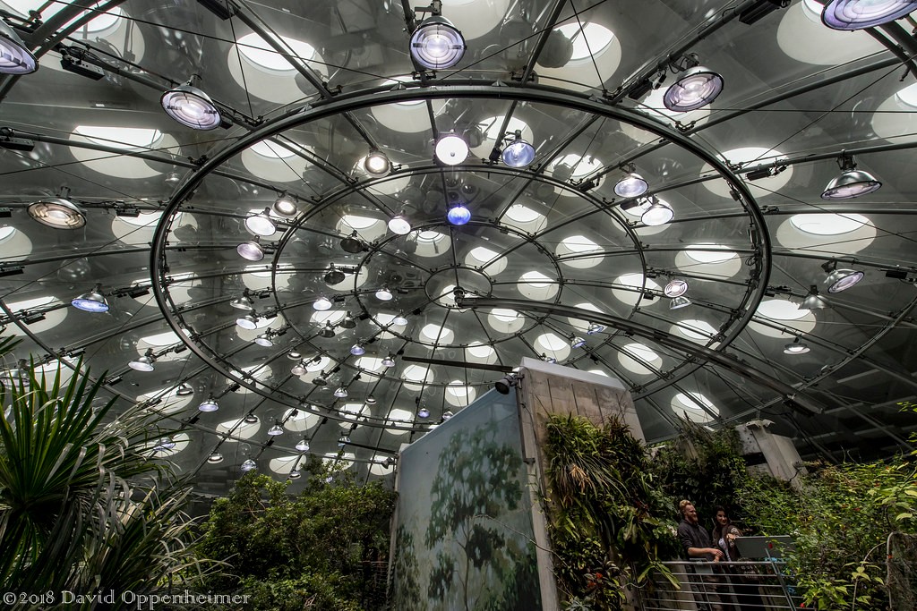 Osher Rainforest  California Academy of Sciences