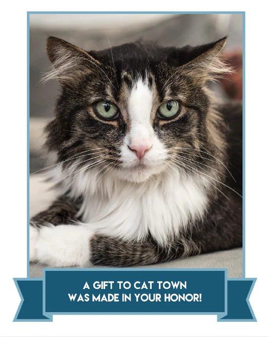 Cat Town