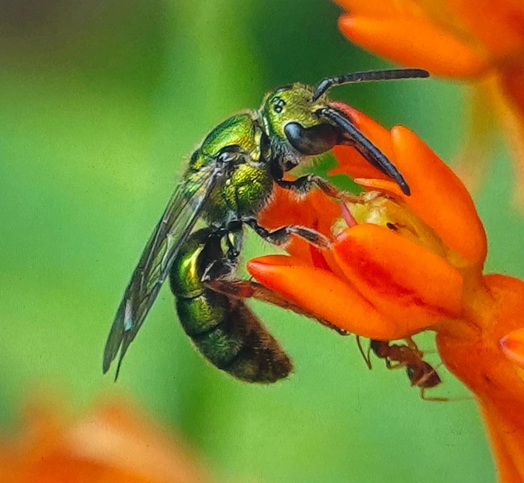 Bee the Solution: Community Science with The Bee Conservancy -Wood