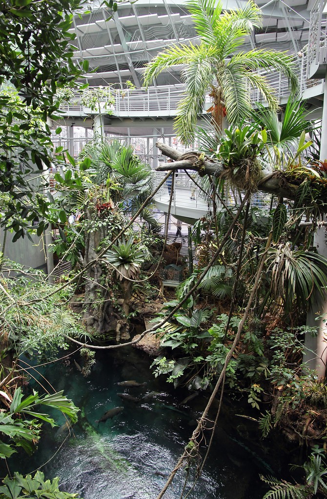 Osher Rainforest  California Academy of Sciences