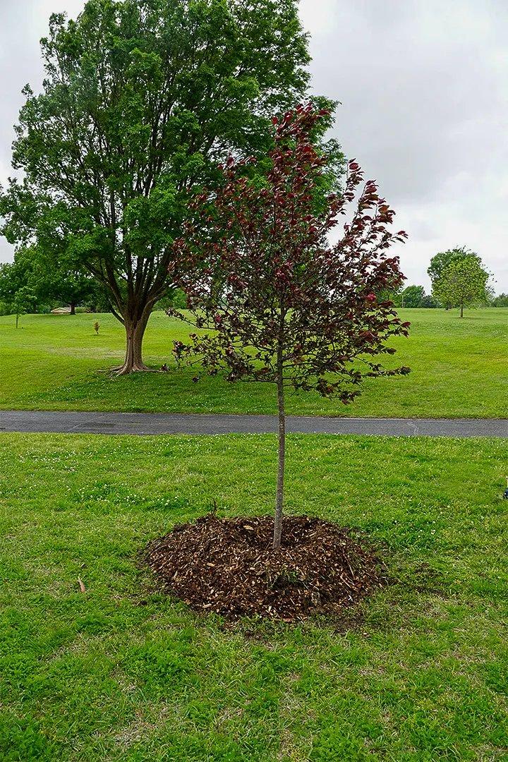 What's Wrong With My Tree: Common Pests & Disease, When to Monitor/Treat/Call An Expert