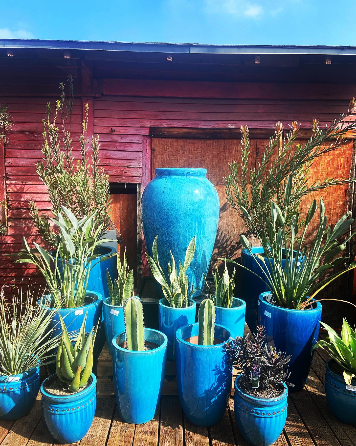 Jackalope Pottery & Plants