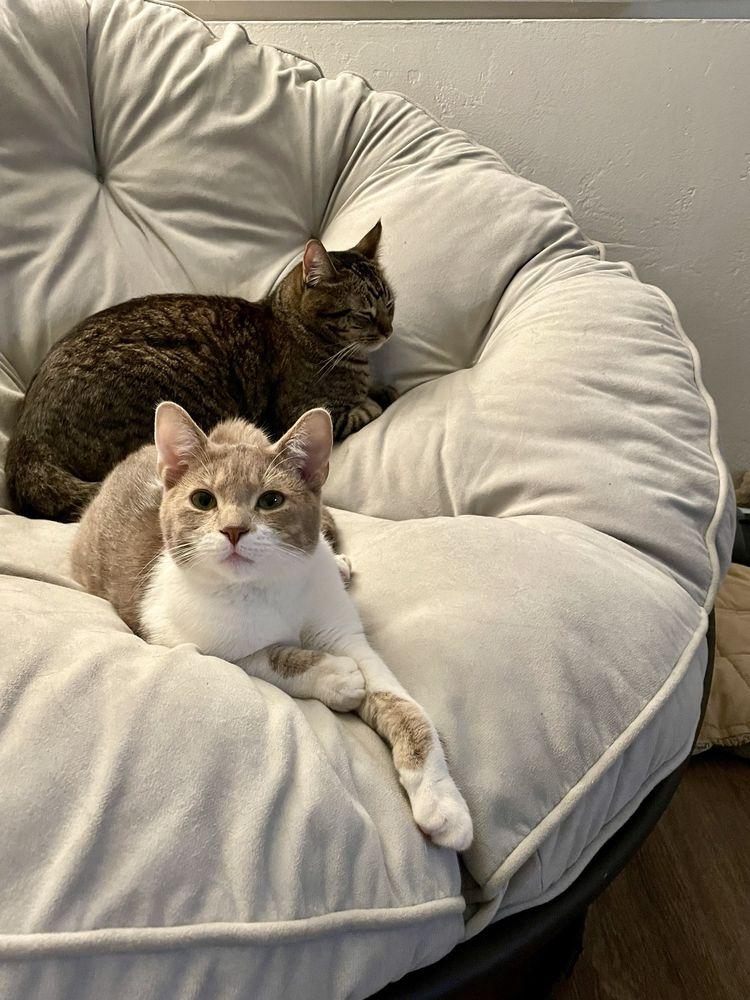 The Cat Lounge Rescue And Adoption Center