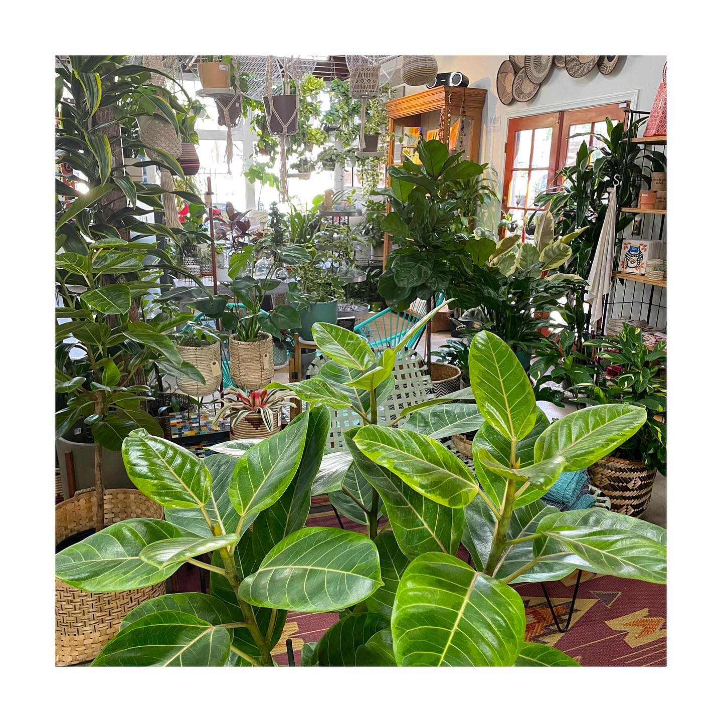 Potted