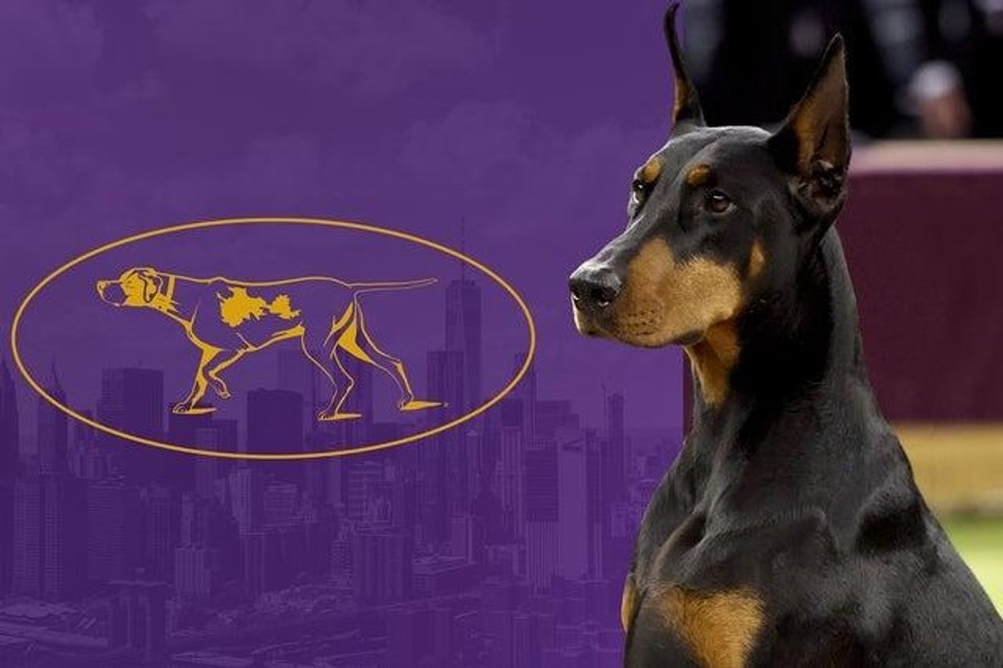 151st Westminster Kennel Club Dog Show - Monday Night Only