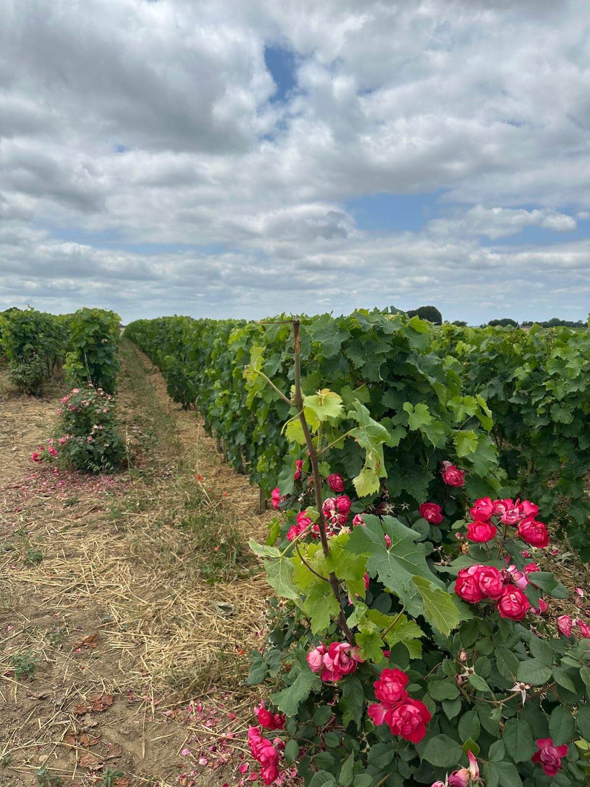 Ongoing Research & Development - Vignerons Consultants