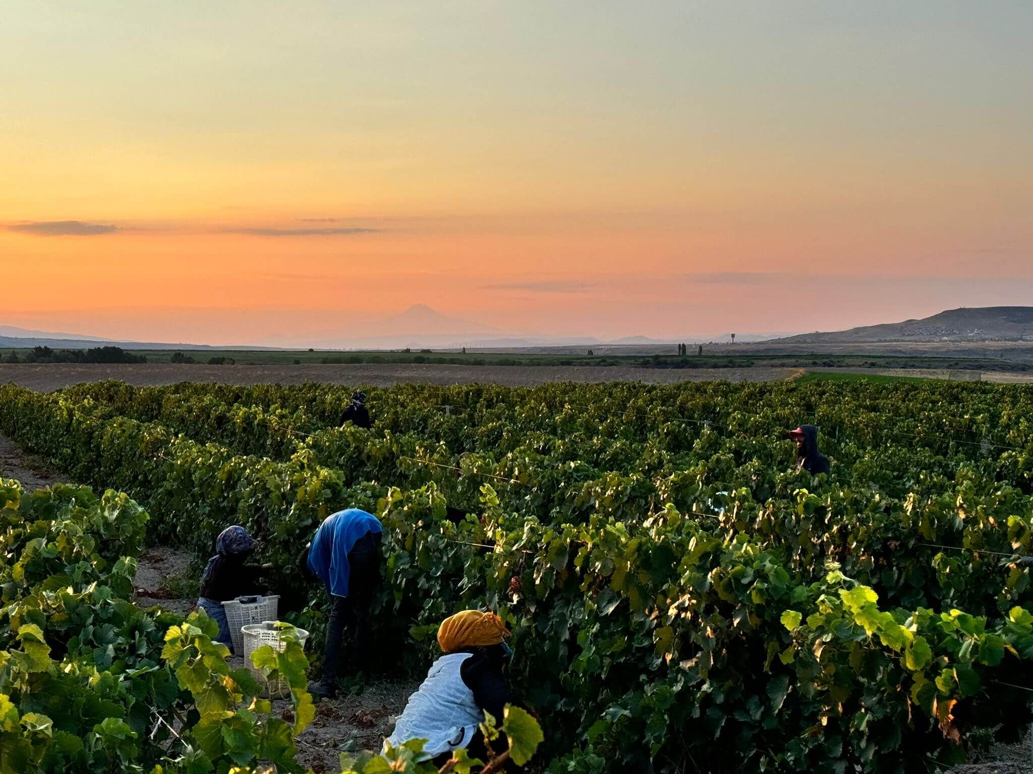 Nos clients - Vignerons Consultants