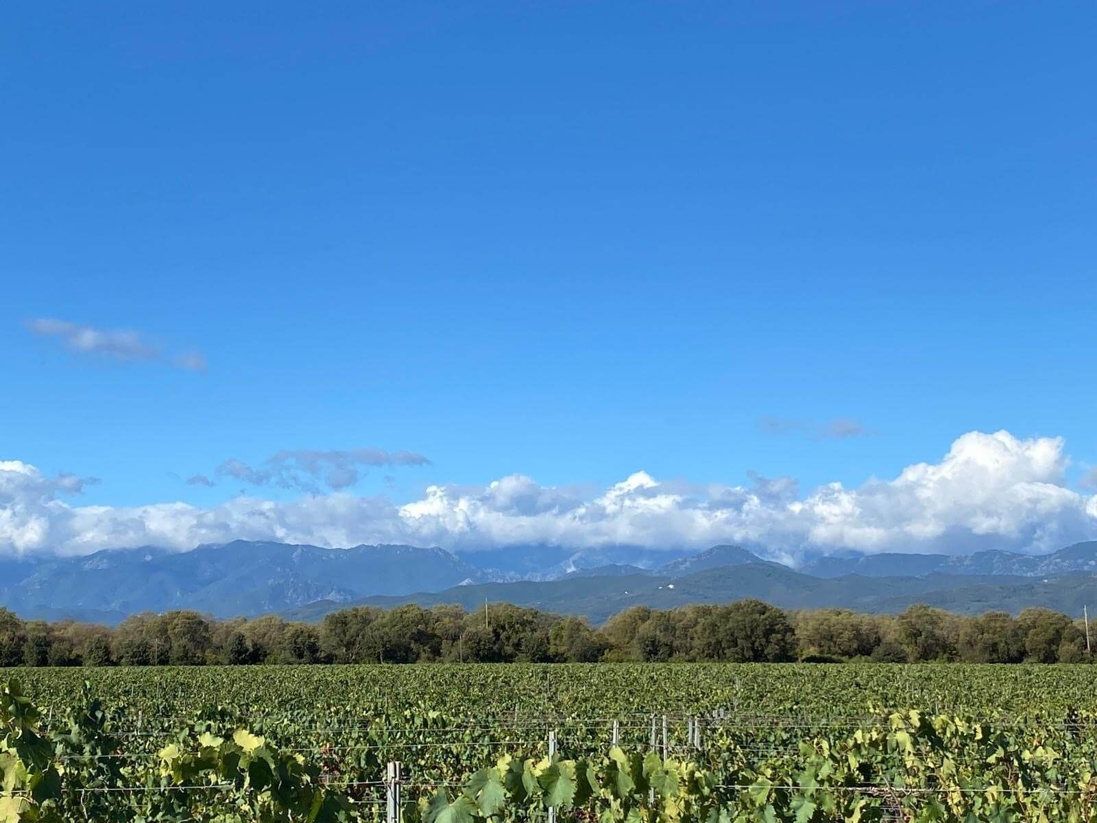 A diverse, global client base - Vignerons Consultants