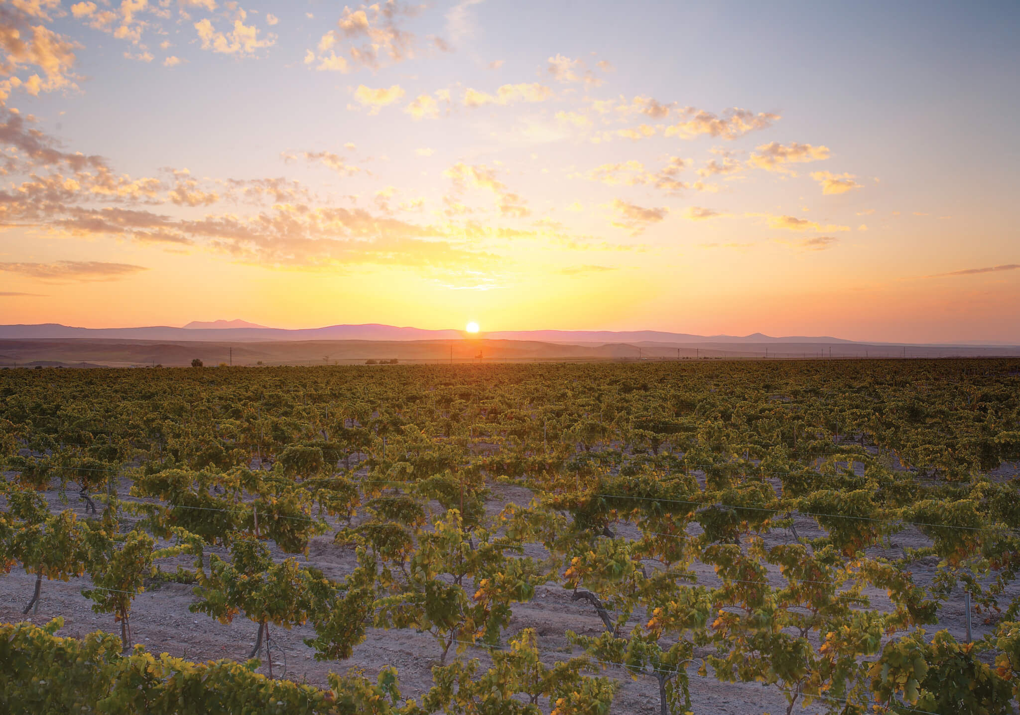 A diverse, global client base - Vignerons Consultants