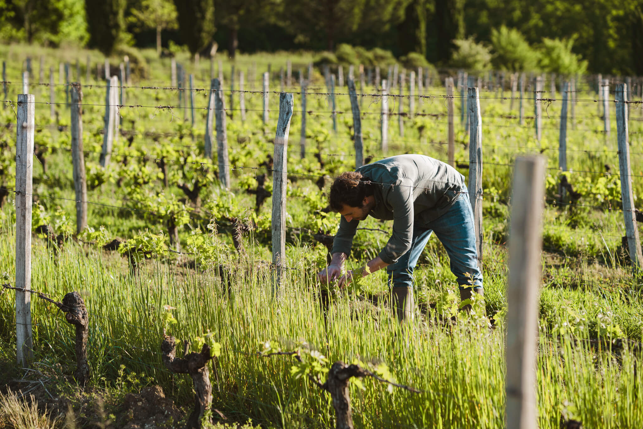 Ongoing Research & Development - Vignerons Consultants