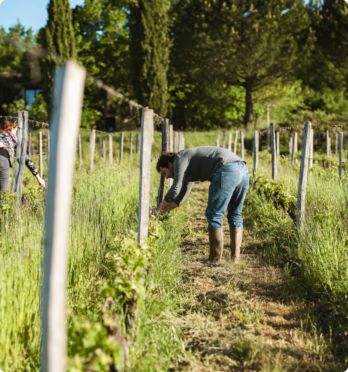 Conseil en Viticulture & Œnologie - Vignerons Consultants