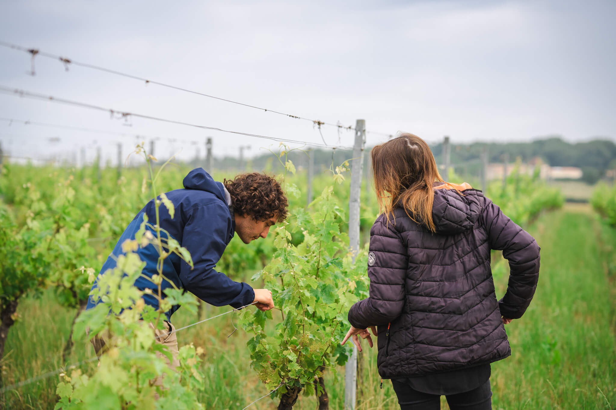 Ongoing Research & Development - Vignerons Consultants