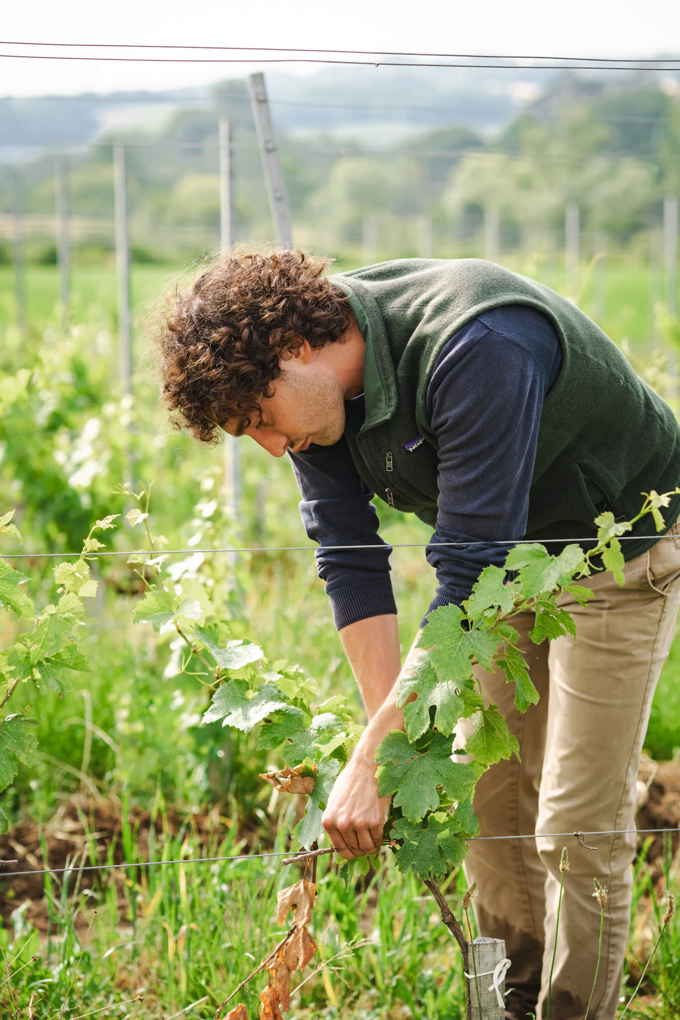 Ongoing Research & Development - Vignerons Consultants